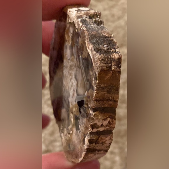 Petrified Wood Slice - Picture 5 of 10